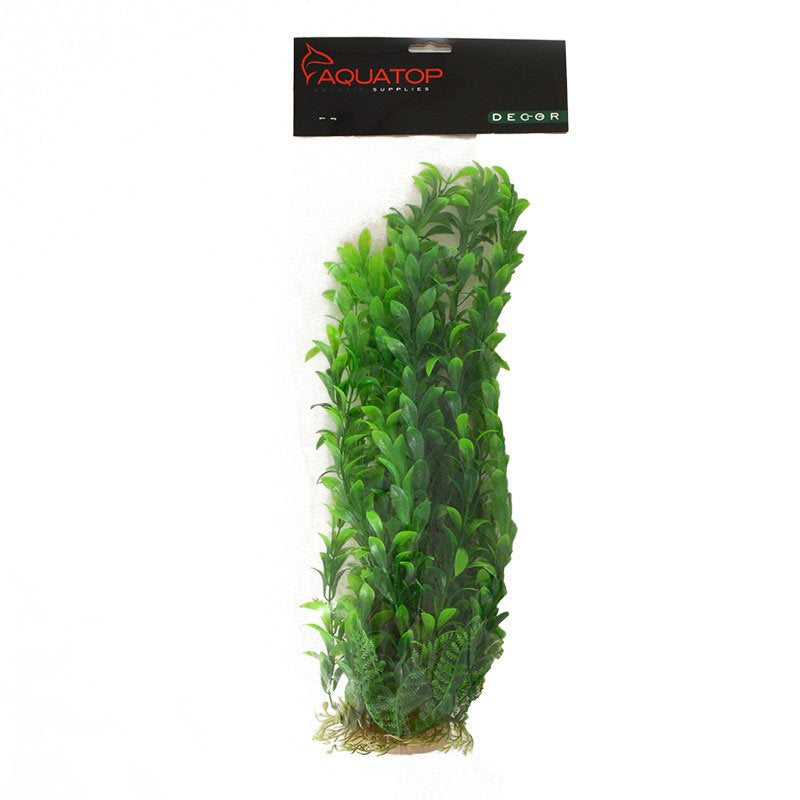 Aquatop Hygro Aquarium Plant Green Aquariums For Beginners