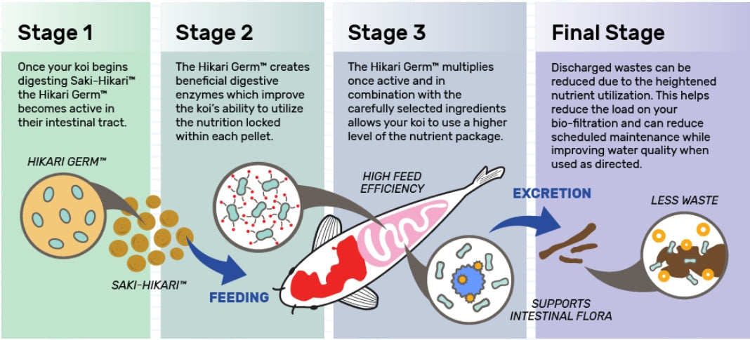 Hikari Saki-Hikari Growth Enhancing Koi Food Large Pellets Aquariums For Beginners
