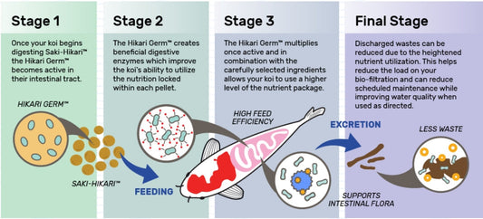Hikari Saki-Hikari Growth Enhancing Koi Food Medium Pellets Aquariums For Beginners