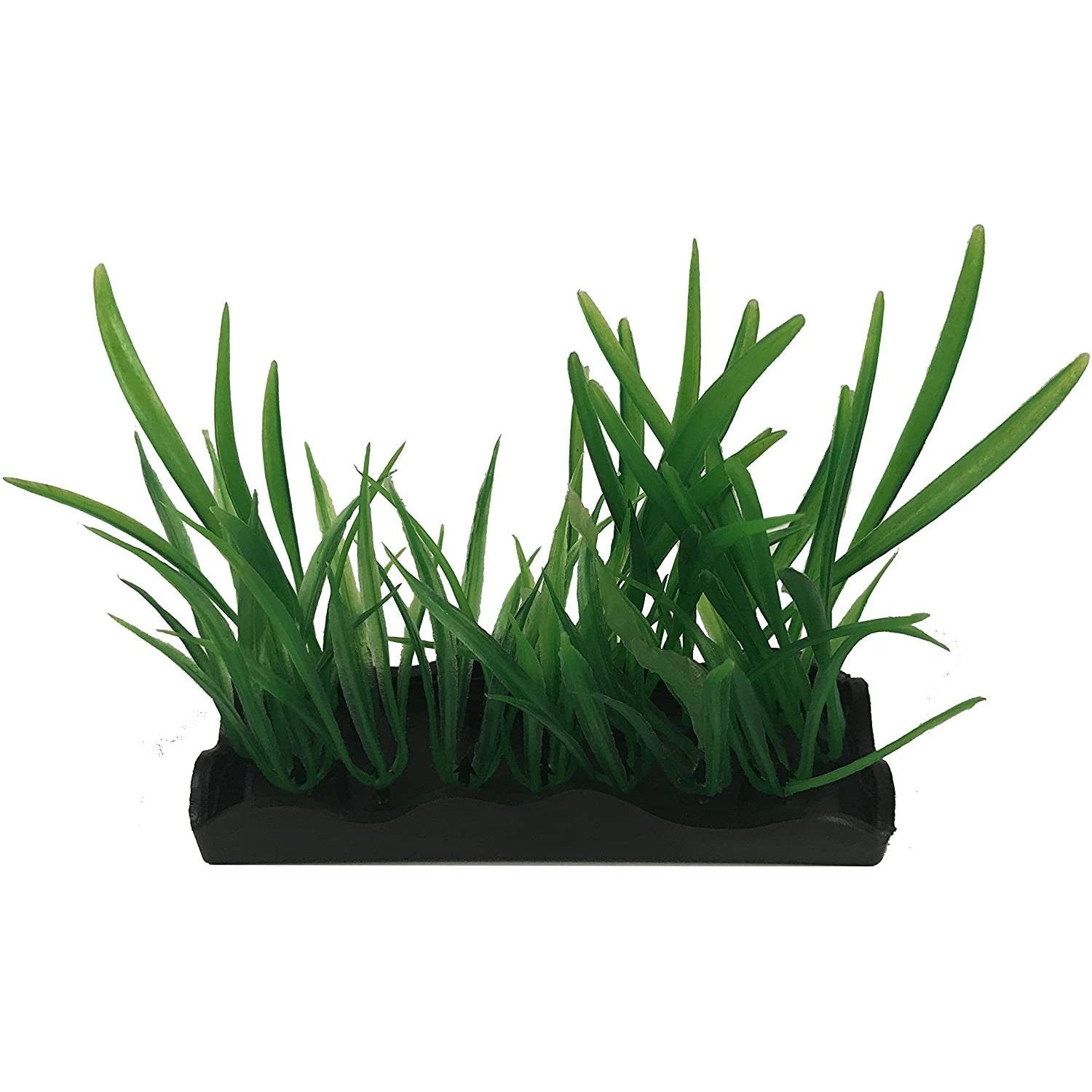 Penn Plax Harigrass Bunch Plant Medium Aquariums For Beginners