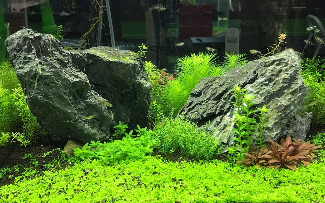 Seachem Flourish Trace Elements for the Planted Aquarium Aquariums For Beginners